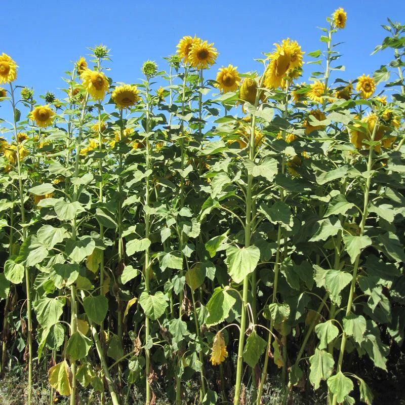Sunflowers Add Height And Bright Seasonal Blooms