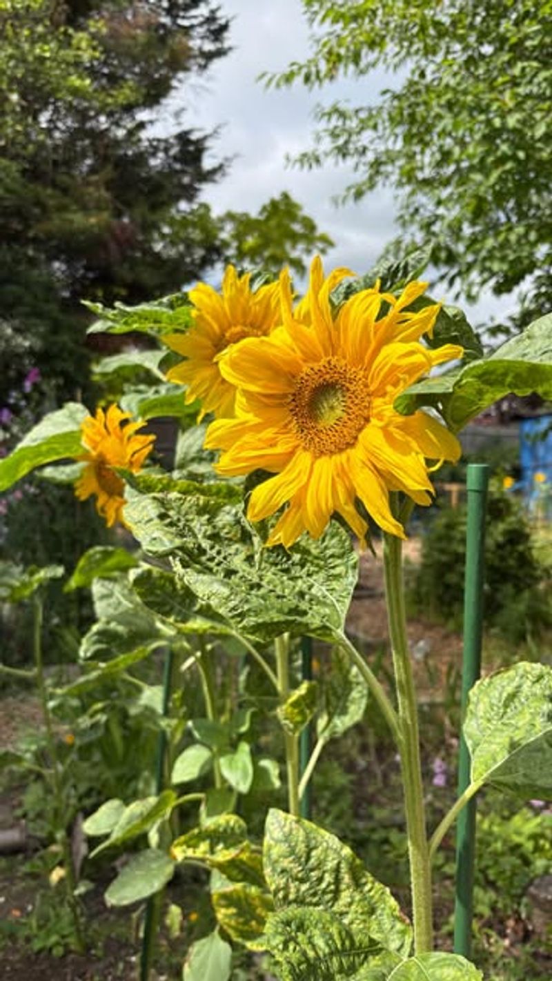 Sunflowers Are Easy For Beginners To Grow