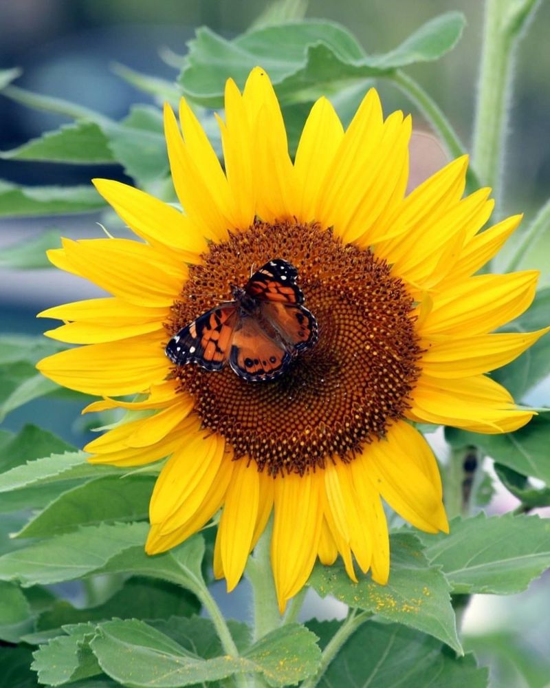 Sunflowers Attract Butterflies With Open Centers