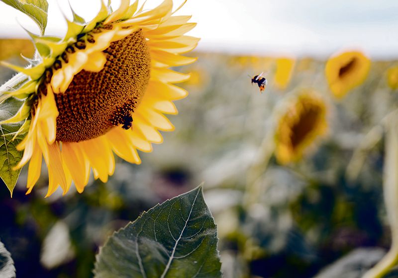 Sunflowers Attract Pollinators