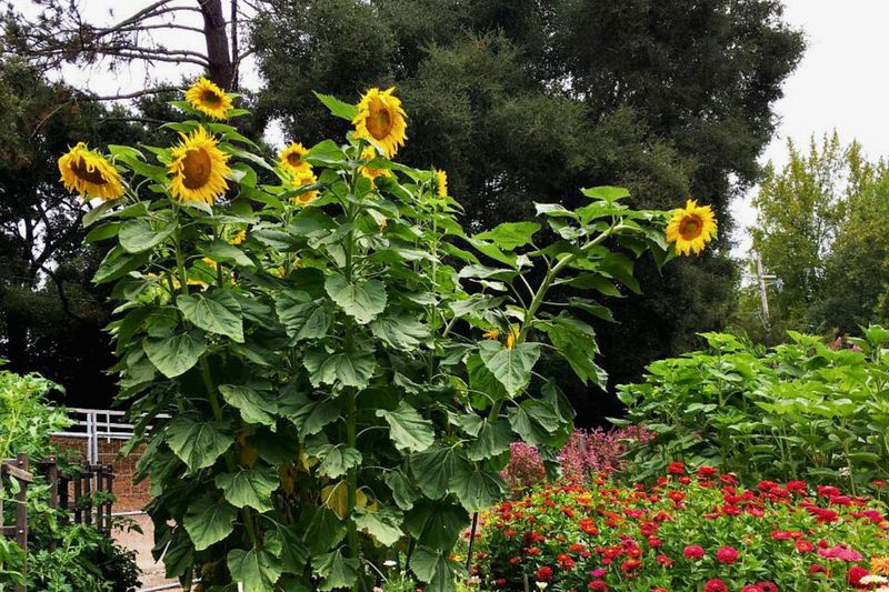 Sunflowers Bring Height And Helpful Garden Activity