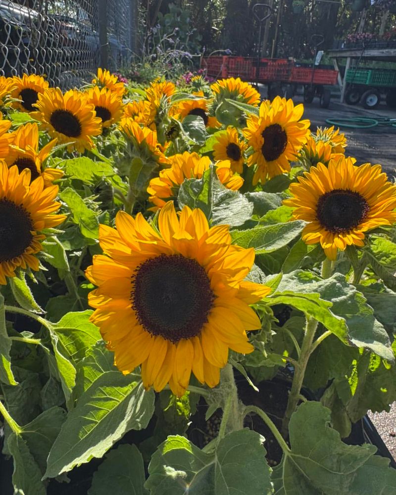 Sunflowers Can Steal Light And Space