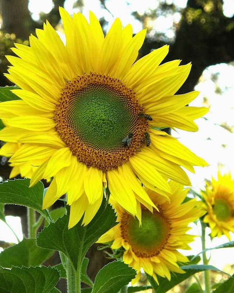 Sunflowers Create A More Active Summer Garden Sunflowers Create A More Active Summer Garden