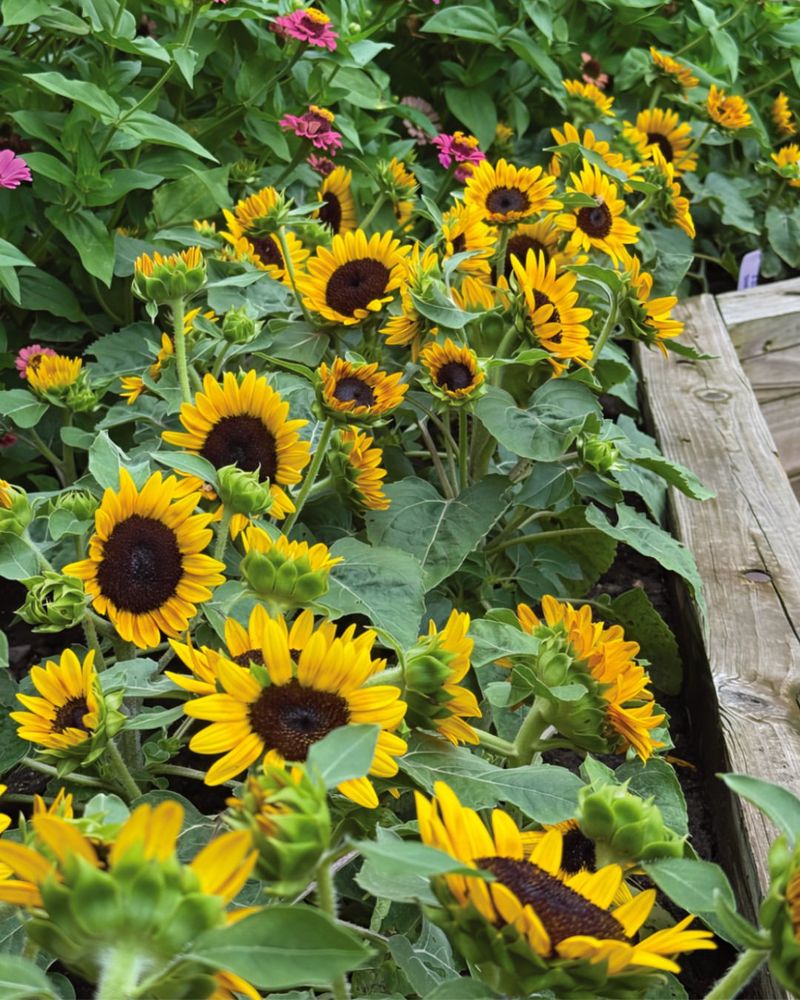 Sunflowers Give Vining Cucumbers Extra Support In Garden Beds