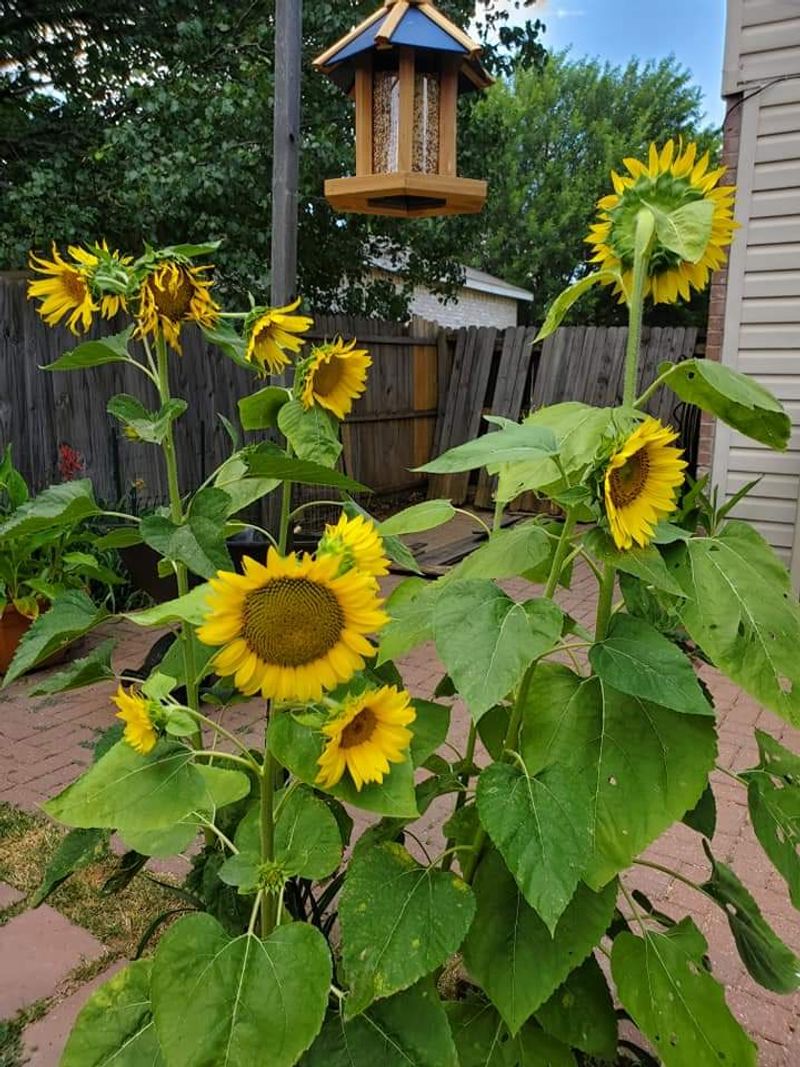Sunflowers Grow Quickly Once Nights Stay Mild