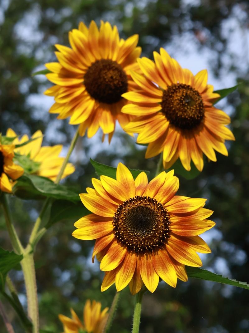 Sunflowers (Helianthus annuus)