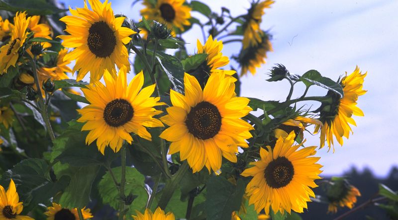 Sunflowers Help Create Natural Privacy