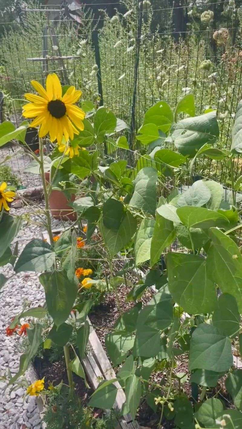 Sunflowers Help Pole Beans Reach The Sun Sunflowers Help Pole Beans Reach The Sun