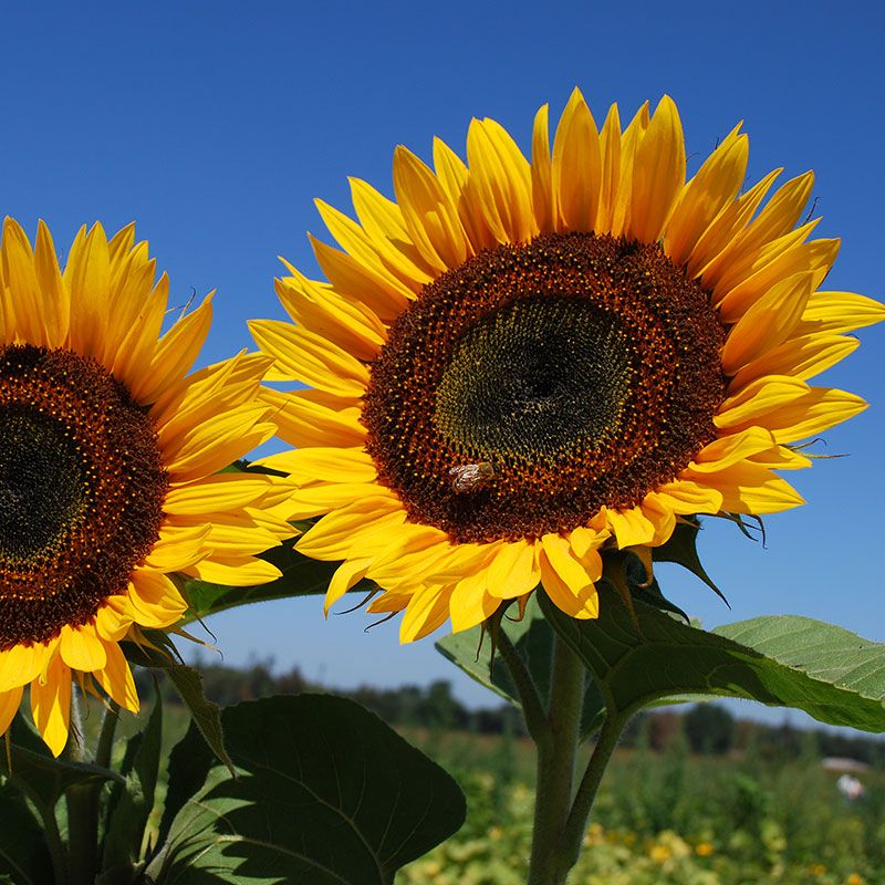 Sunflowers Improve Garden Biodiversity
