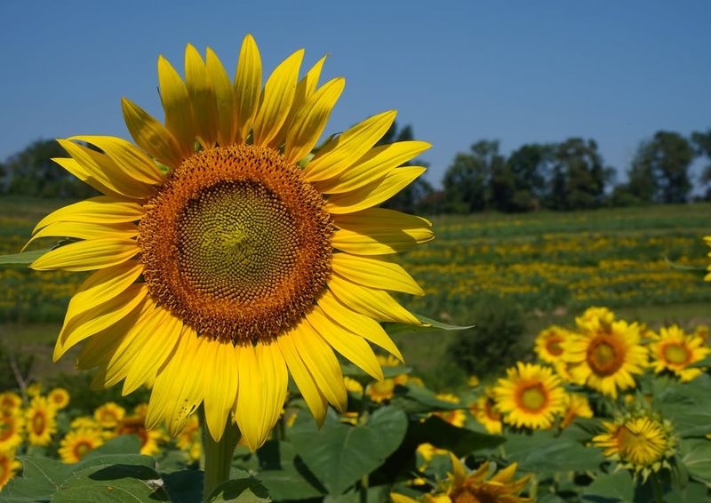 Sunflowers Thrive In Pennsylvania Summers