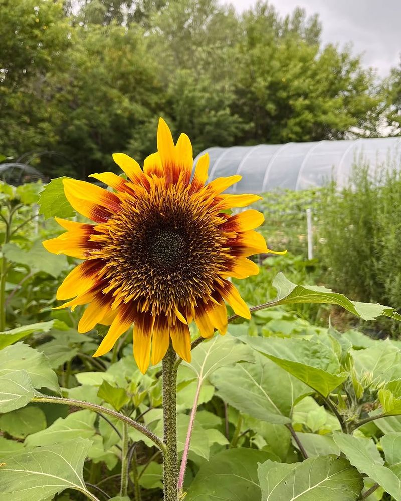 Sunflowers Thrive In Texas Heat