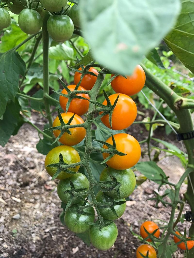 Sungold