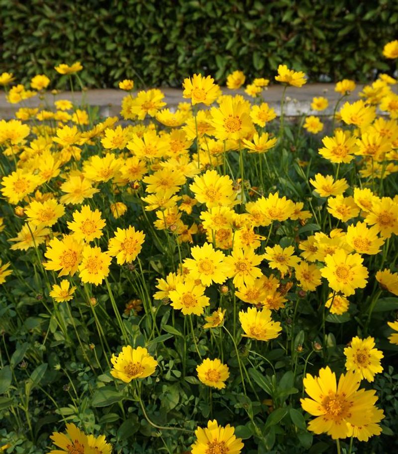 Sunny Borders Bring Out Its Strongest Flower Show