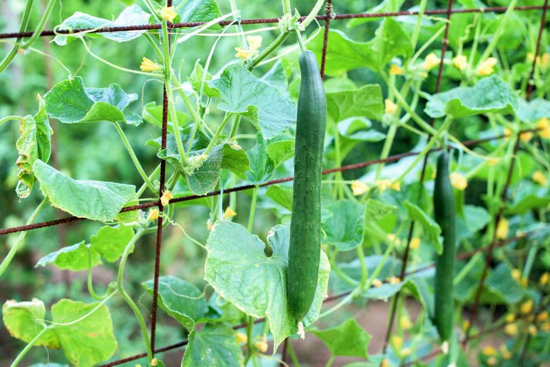 Sunny Trellised Garden Rows Produce Healthier Cucumbers