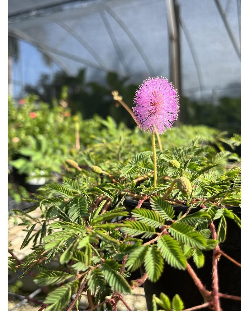 Sunshine Mimosa Creates Texture Without Constant Mowing