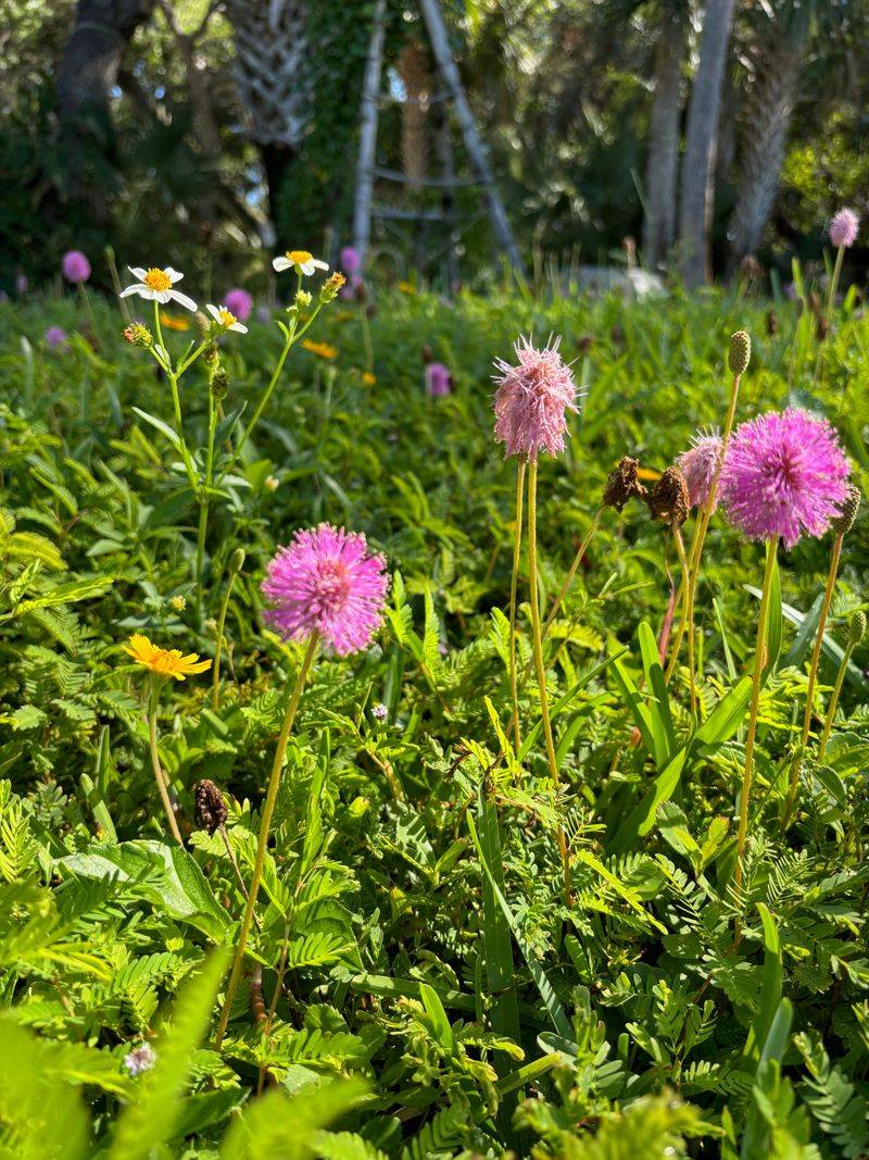 Sunshine Mimosa Returns As A Native Flowering Groundcover