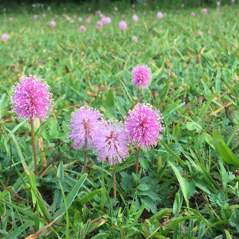 Sunshine Mimosa Softens The Lawn With Pink Puffballs