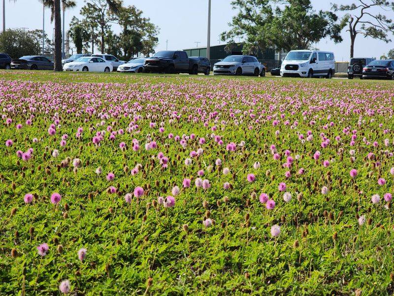 Sunshine Mimosa Spreads Soft Pink Blooms