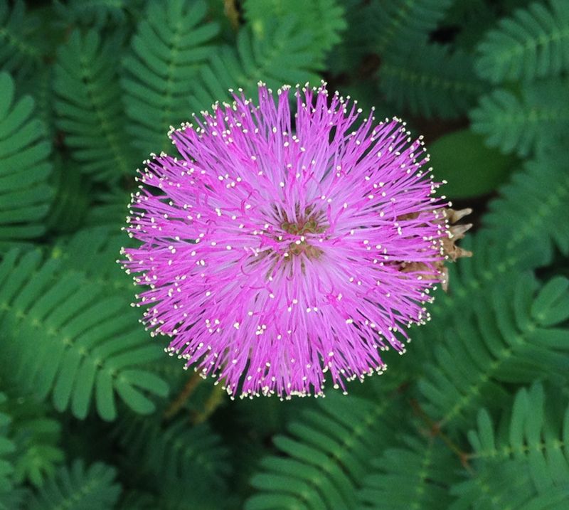 Sunshine Mimosa Spreads Soft Pink Coverage