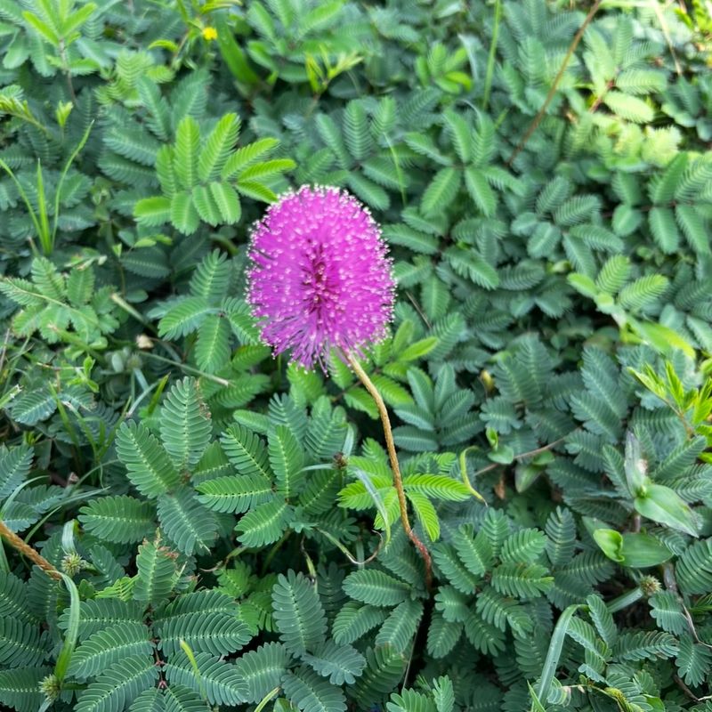 Sunshine Mimosa Stays Low And Spreads With Little Fuss