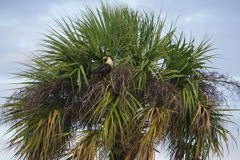Support Birds And Wildlife With A Native Palm