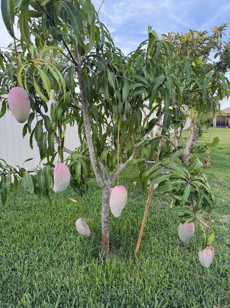Support Branches With Heavy Fruit