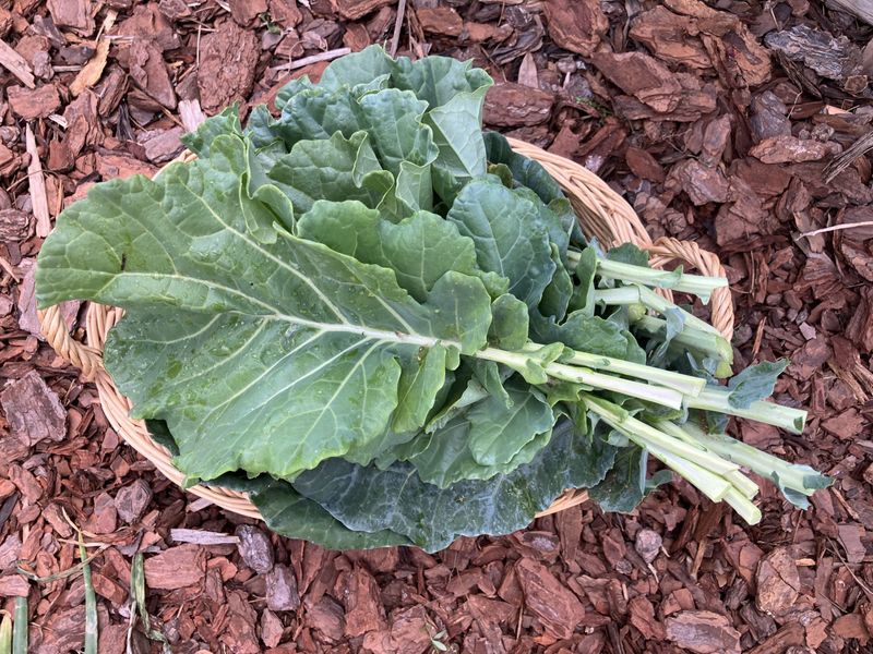 Support Collards In Acidic Soil Only