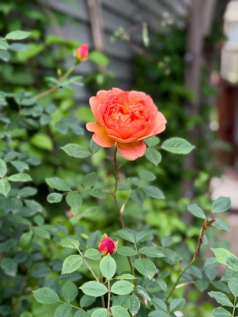 Support Good Airflow Before Roses Fully Leaf Out