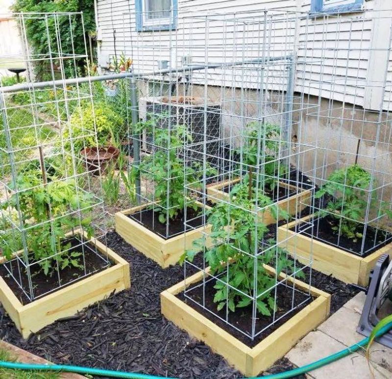 Support Heavy Tomato Growth Before Fruit Gets Large Support Heavy Tomato Growth Before Fruit Gets Large