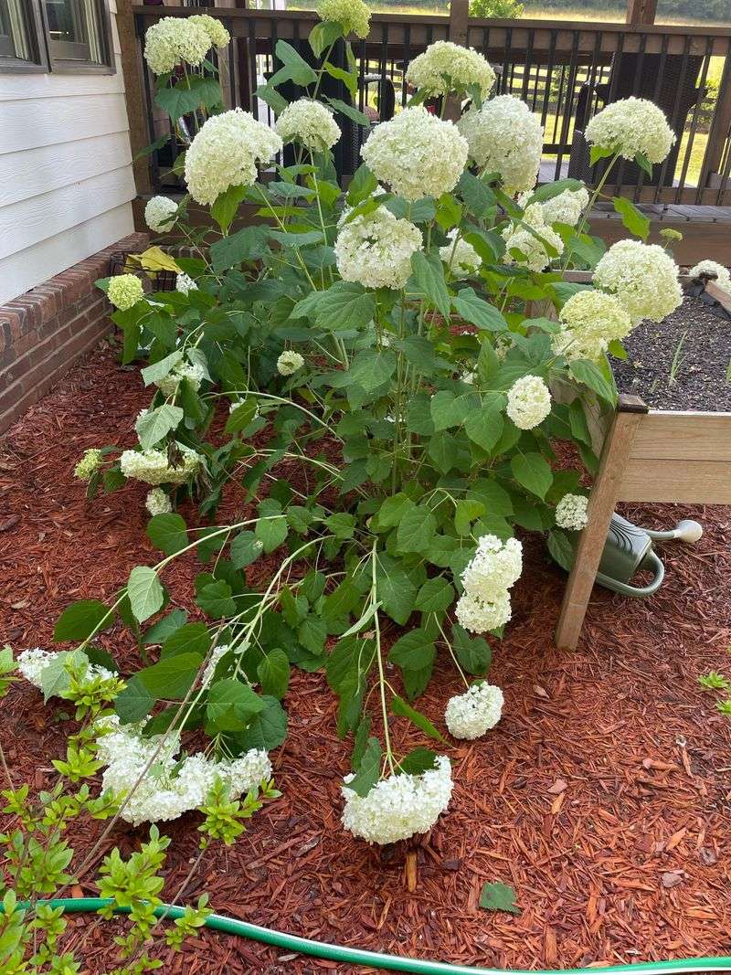 Support Leggy Or Floppy Stems Before Growth Explodes Support Leggy Or Floppy Stems Before Growth Explodes