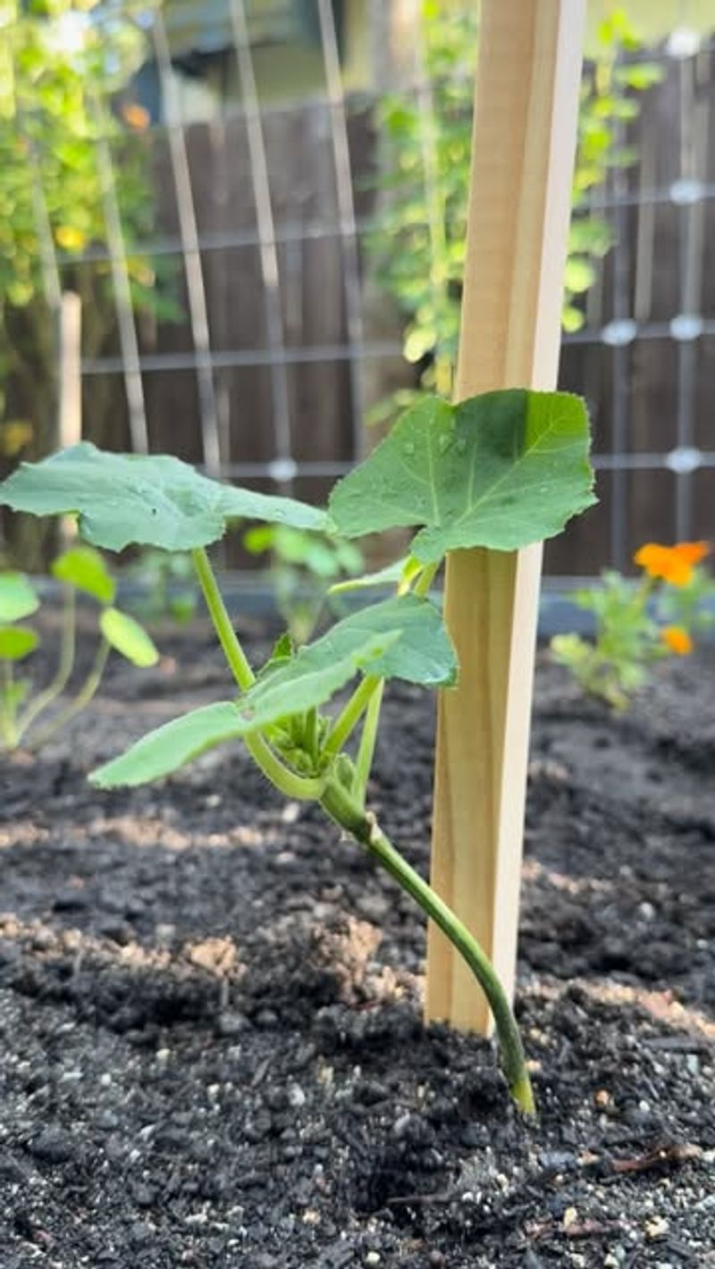 Support Vines With Trellises Or Stakes Support Vines With Trellises Or Stakes
