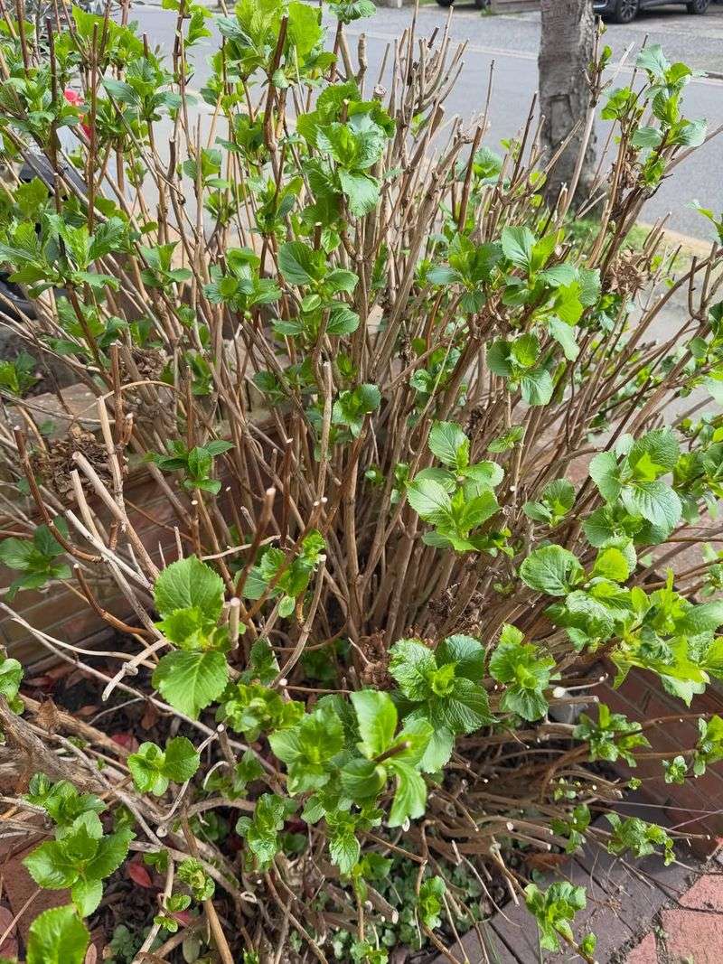 Support Weak Stems Early With Stakes Or Cages Support Weak Stems Early With Stakes Or Cages