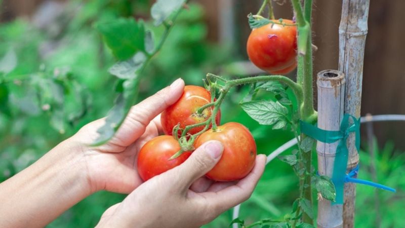 Supported Tomatoes Are Easier To Pick And Manage