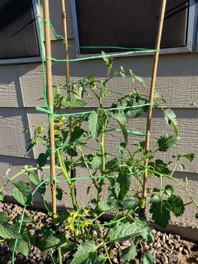 Supporting Tomato Plants Before Sudden Wind Gusts