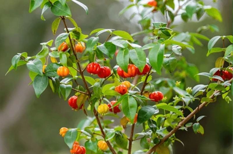 Surinam Cherry Escapes South Florida Yards
