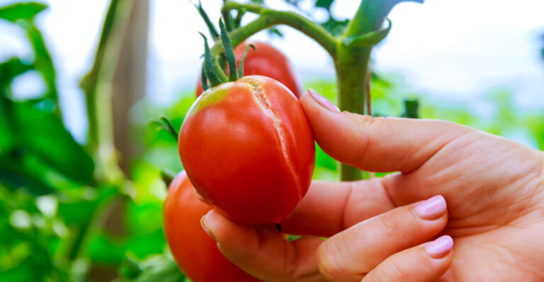 Surprising Causes Of Tomato Cracking In Kentucky Gardens