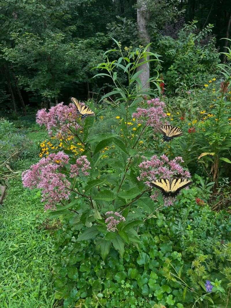 Swallowtail Butterflies Are Frequent Visitors To Joe Pye Weed Blooms