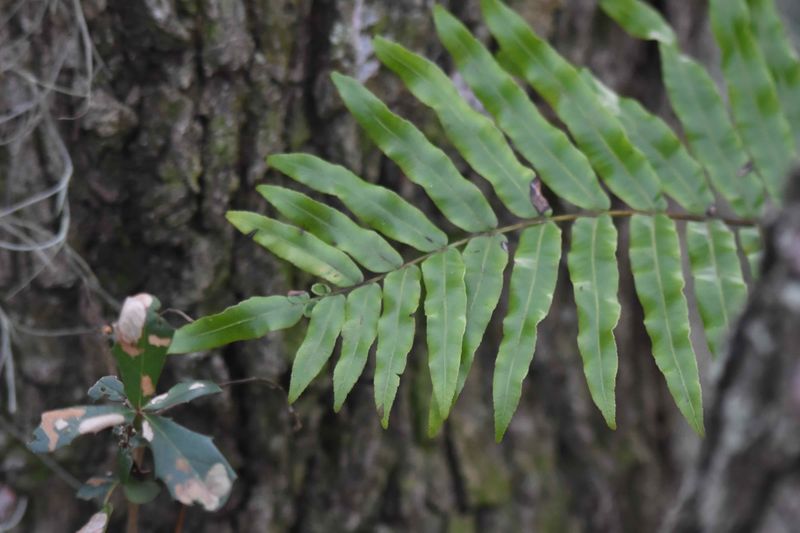 Swamp Fern Fills Moist Shade With Lush Texture