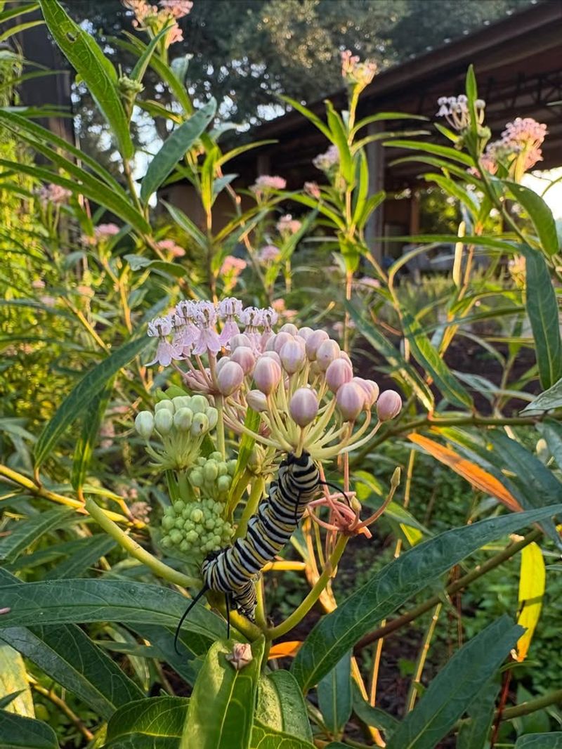 Swamp Milkweed Swamp Milkweed