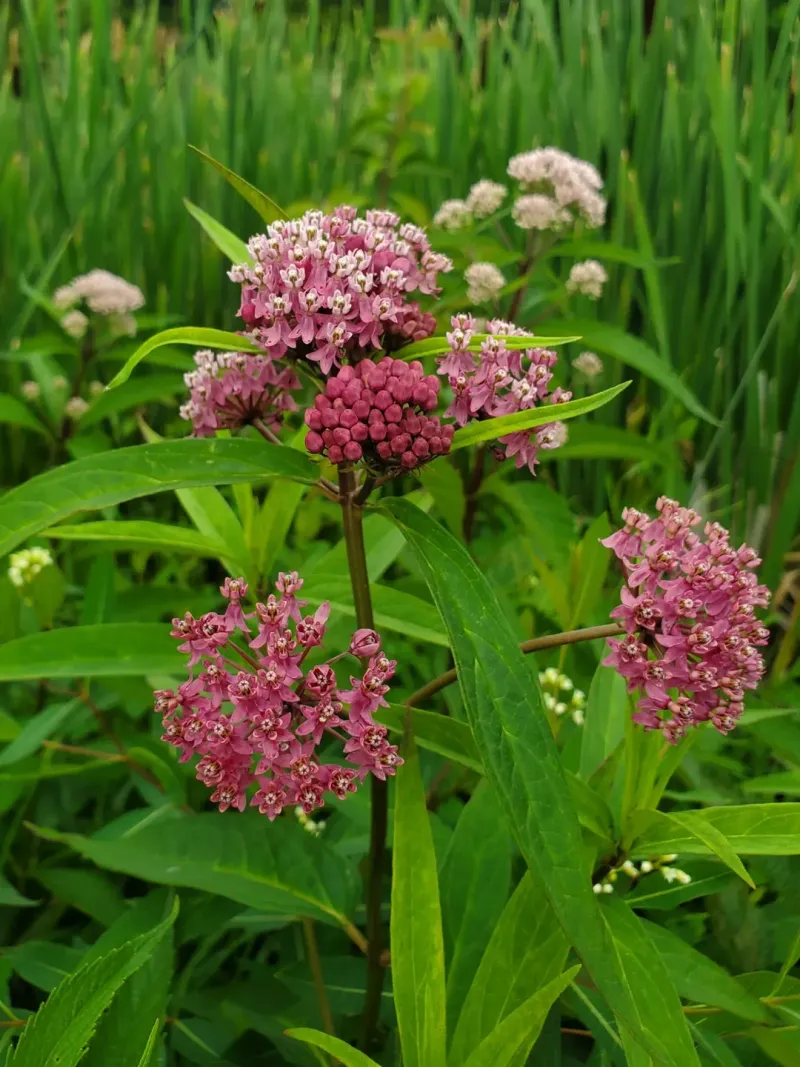 Swamp Milkweed (Asclepias incarnata)