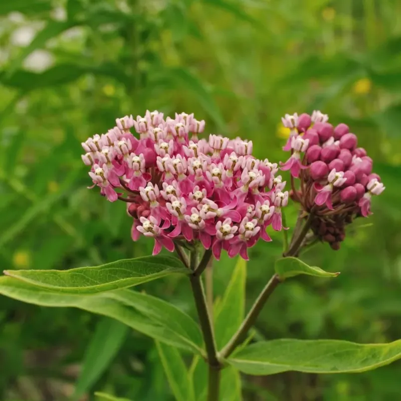 Swamp Milkweed Brings Pollinator Value And Summer Color Swamp Milkweed Brings Pollinator Value And Summer Color