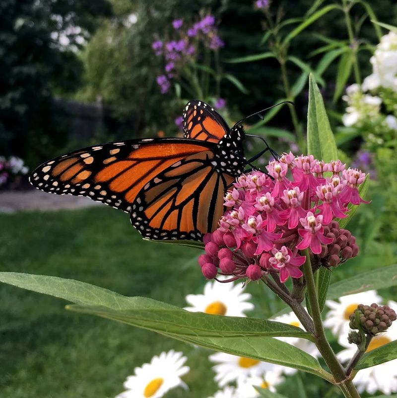 Swamp Milkweed Gives Butterflies A Safe Place To Grow