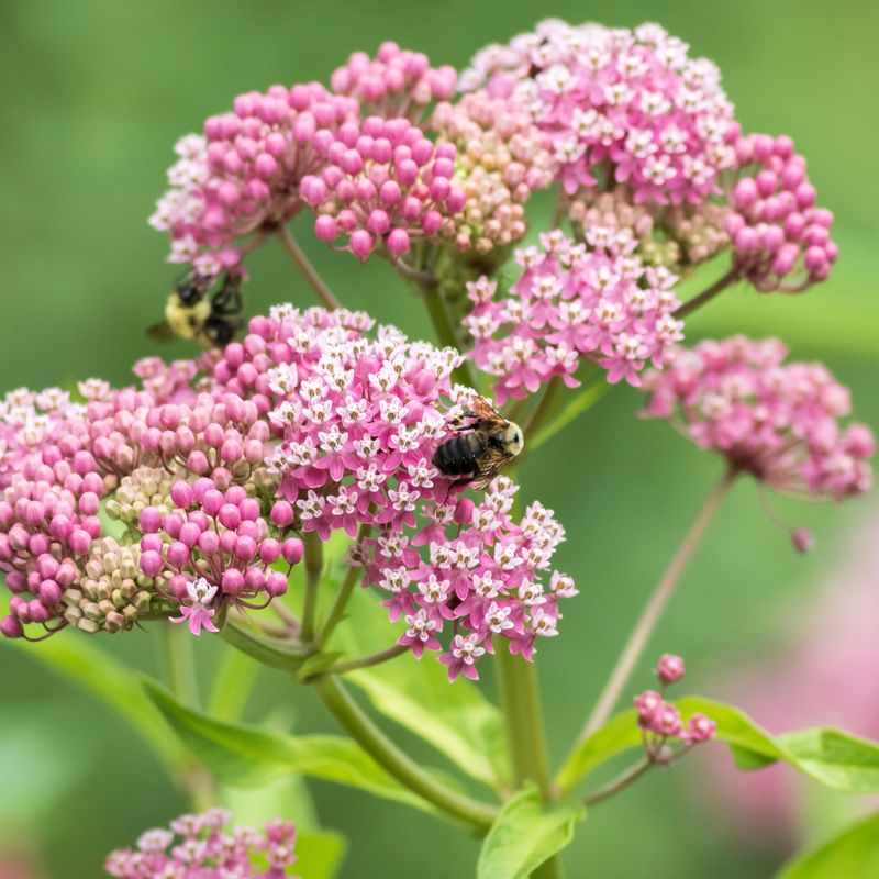 Swamp Milkweed Thrives In Damp Spots