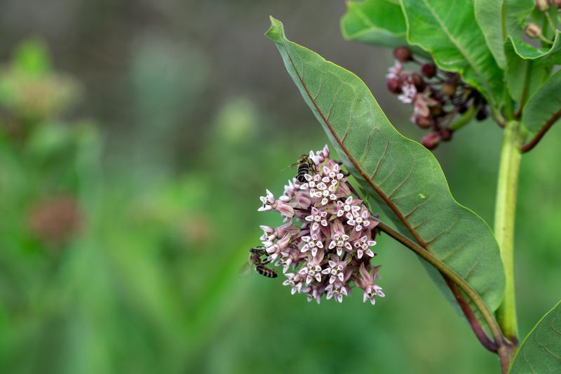Swamp Milkweed