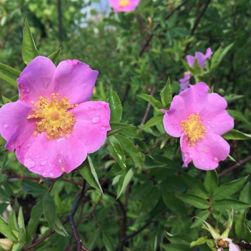 Swamp Rose Adds Soft Color And Native Appeal