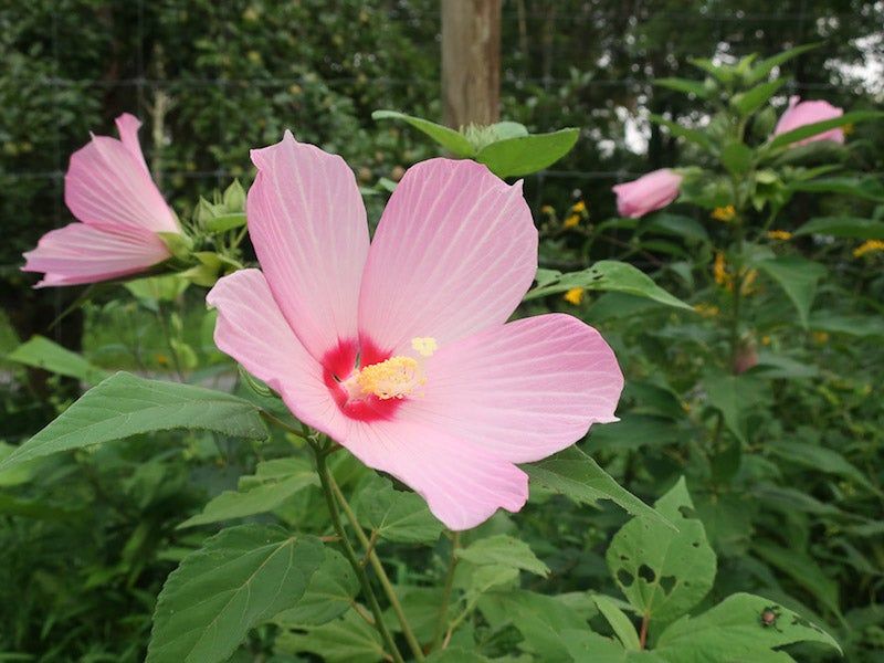 Swamp Rose Mallow Fills Wet Edges With Native Presence Swamp Rose Mallow Fills Wet Edges With Native Presence