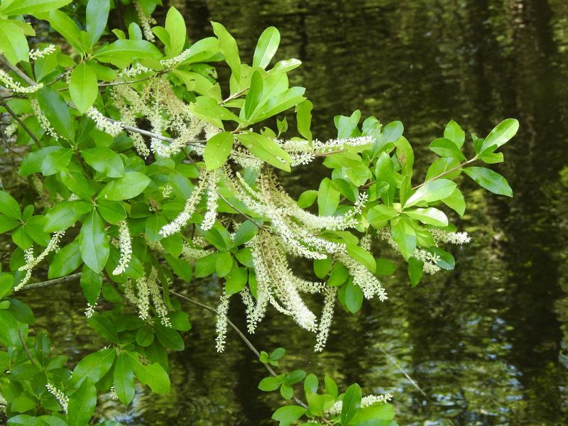 Swamp Titi Thrives Where Soil Stays Damp Swamp Titi Thrives Where Soil Stays Damp