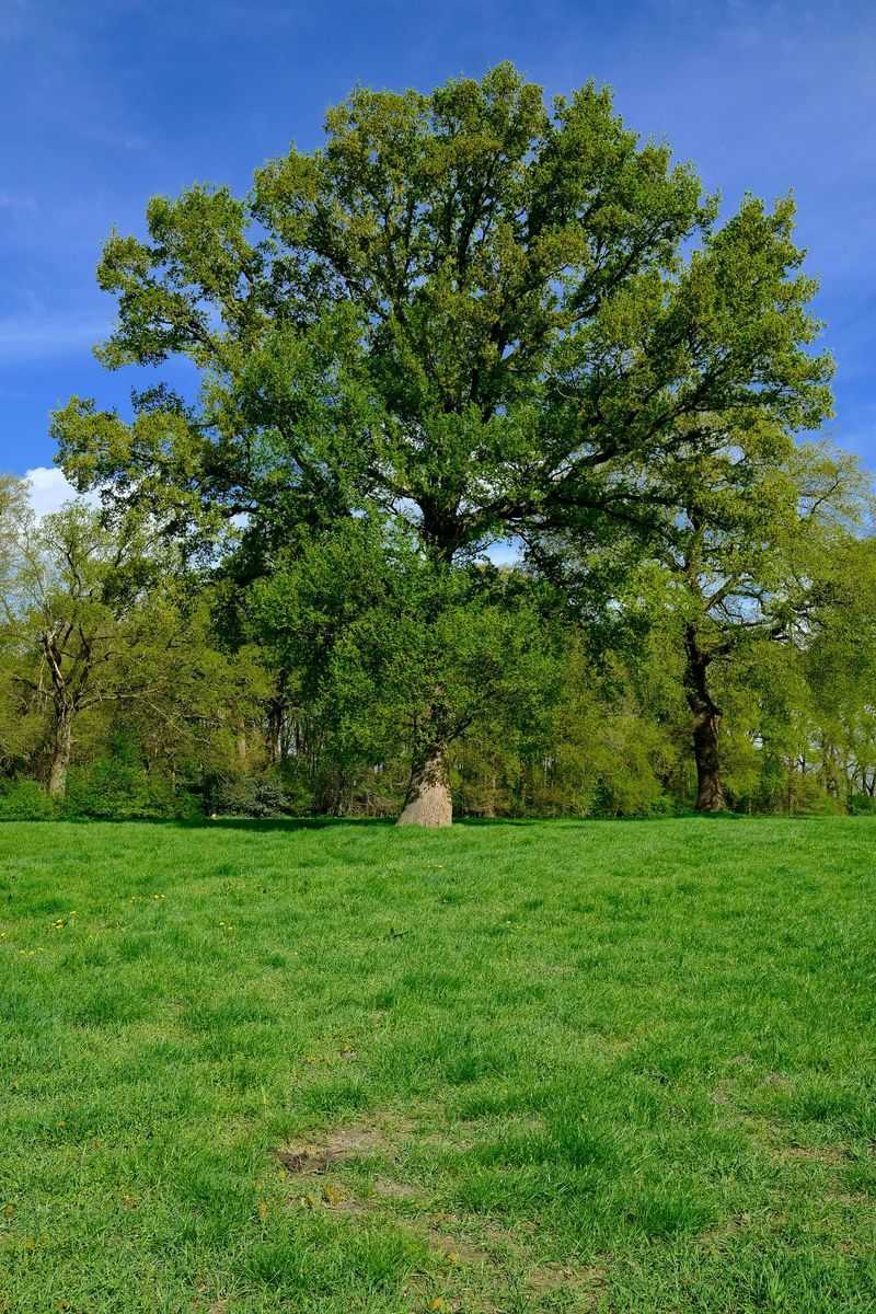 Swamp White Oak