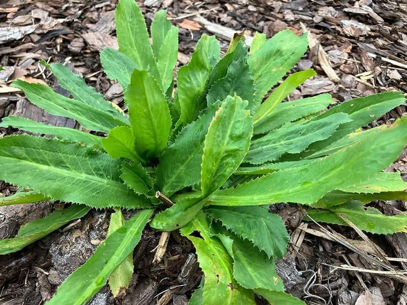 Swap Cilantro For Culantro