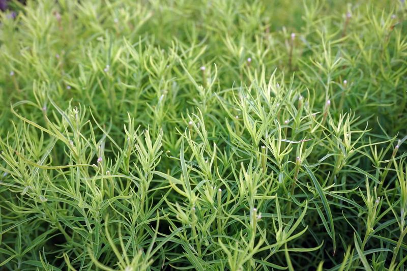 Swap Delicate Tarragon For Mexican Tarragon